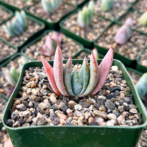 Aloe Peglerae, Rosette Pink Aloe, Rare Succulent, Live Plant in 3.5" pot