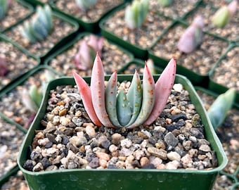 Aloe Peglerae, Rosette Pink Aloe, Rare Succulent, Live Plant in 3.5" pot