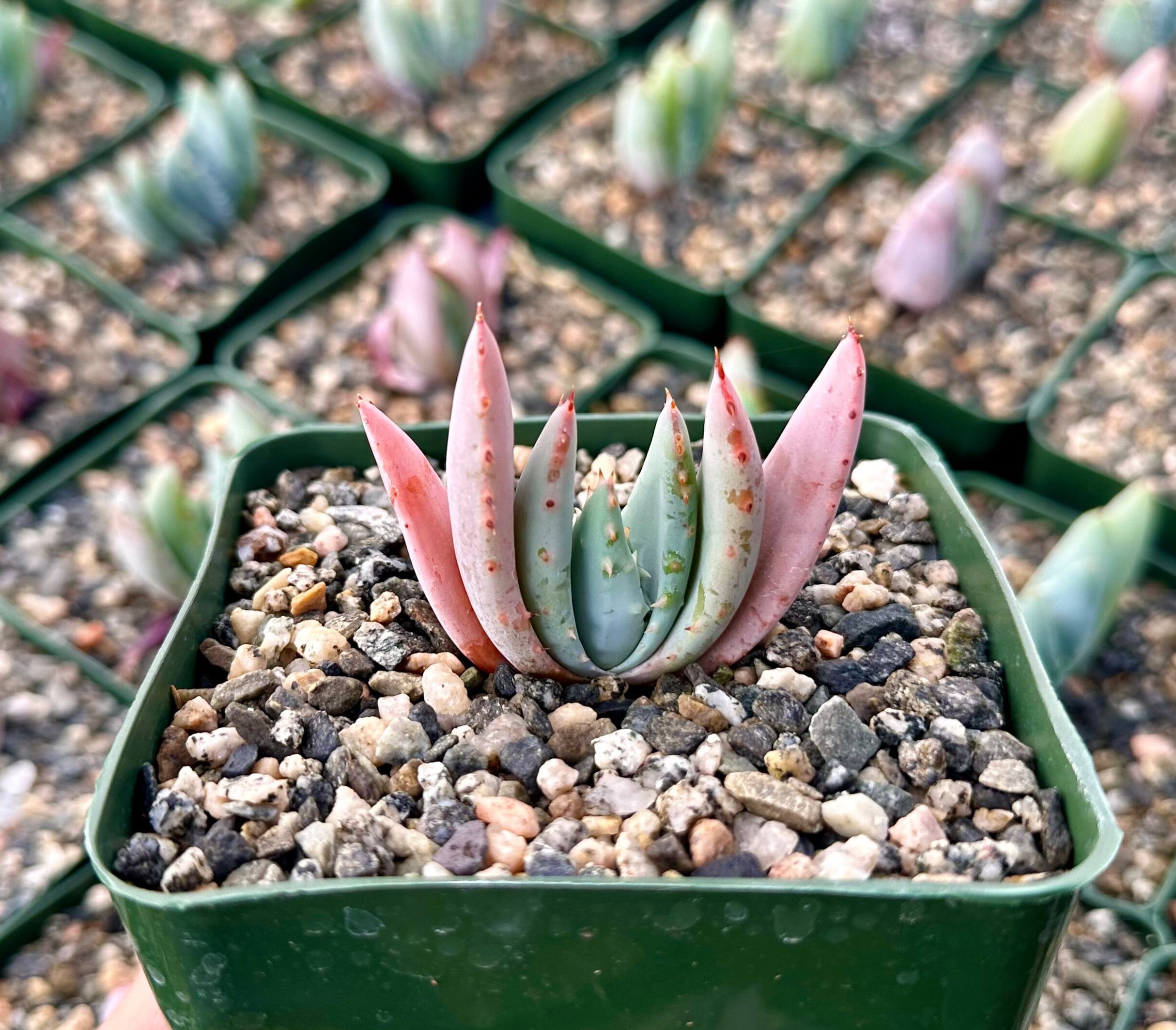 Aloe Pearls - Etsy
