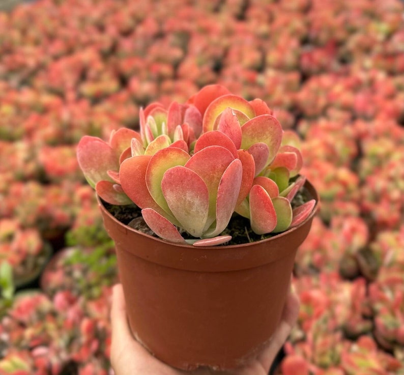 Puede incluir: Primer plano de una planta suculenta en maceta, con hojas rojas y verdes. La planta est&aacute; sostenida por una persona. El fondo est&aacute; lleno de plantas similares, creando una exhibici&oacute;n vibrante. Las hojas de la suculenta tienen forma redondeada y de paleta.