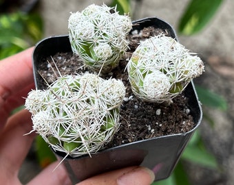 Thimble Cactus, Mammillaria Gracilis Fragilis, Small Cactus Cluster, Indoor Plant, Rare Cactus in 2'' pot