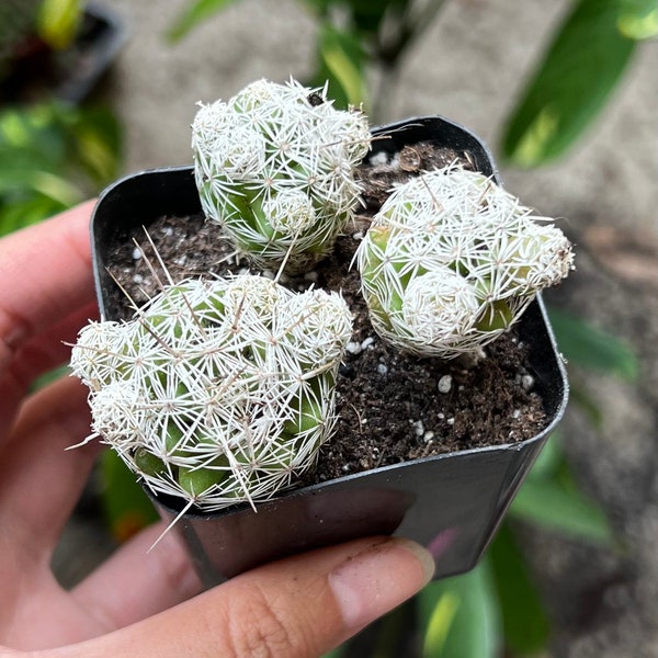 Thimble Cactus, Mammillaria Gracilis Fragilis, Small Cactus Cluster, Indoor Plant, Rare Cactus in 2'' pot