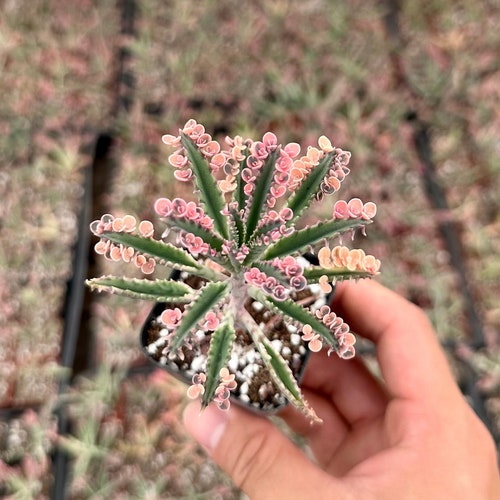 Kalanchoe Pink Butterfly, Rare Succulent, Variegated Succulent, Live Rooted Plant in 2'', 4" pot