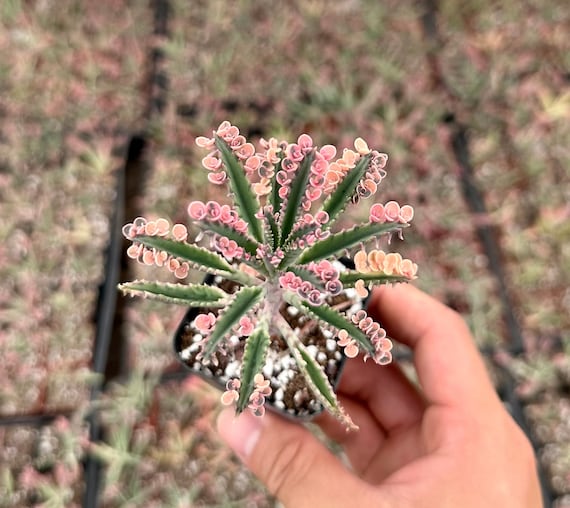 Kalanchoe Pink Butterfly, Rare Succulent, Variegated Succulent, Live Rooted Plant in 2'', 4", 6" pot