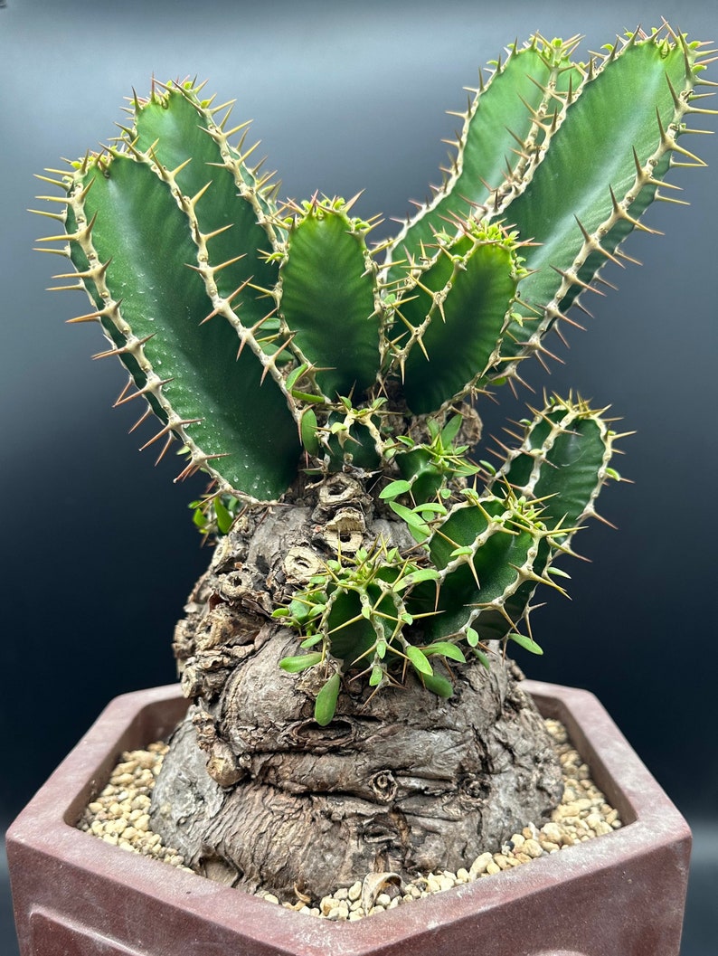 Euphorbia Mlanjeana, Exotic Rare Plant, Unique Plant Collection, Ship in Bare Root image 1