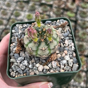 Gymnocalycium Rotundulum Cactus, Pink Cactus, Rare Cactus, Live Plant in 3.5 pot image 3