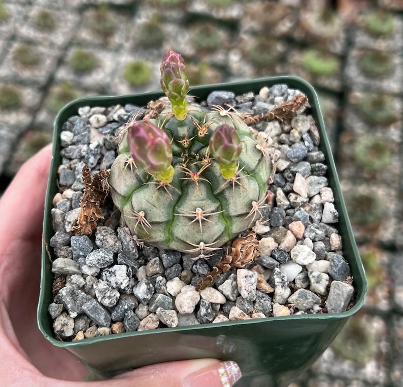 Gymnocalycium Rotundulum Cactus, Pink Cactus, Rare Cactus, Live Plant in 3.5 pot image 3