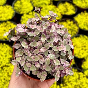 Limited Offer: 4'' Pink Panther 50% Off, Callisia Repens, Pink Tradescantia, Pink Lady Plant, Trailing Succulent, Live Potted Plant image 2