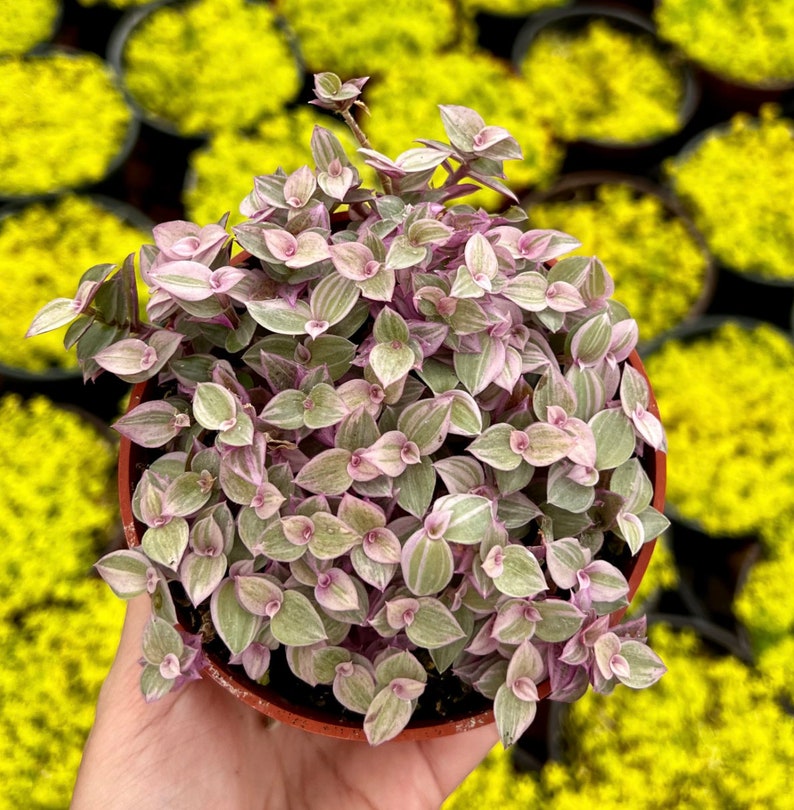 Limited Offer: 4'' Pink Panther 50% Off, Callisia Repens, Pink Tradescantia, Pink Lady Plant, Trailing Succulent, Live Potted Plant image 2