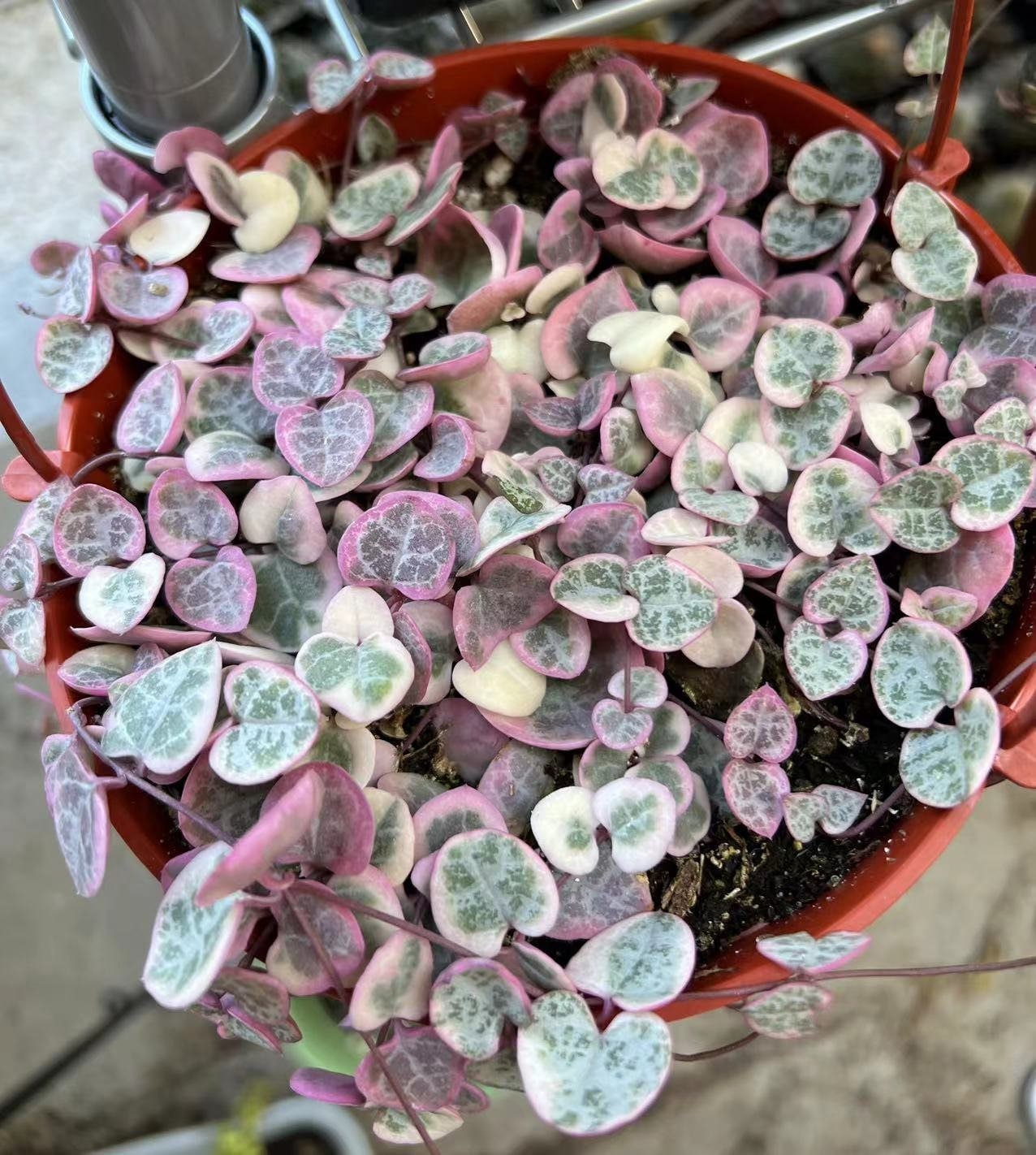 Variegated String of Hearts/VSOH/Ceropegia Woodii, Valentines Gift, Hanging Plant in 2.5", 4", 6" pot