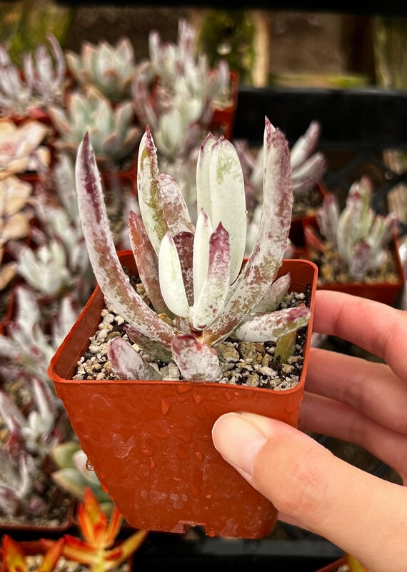 Cotyledon Orbiculata Lady Fingers Succulent in 3 Pot Etsy