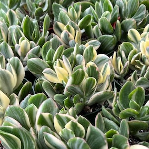 Variegated Jade Plant, Tri Color Jade, Crassula Ovata, Friendship Tree, Small Succulent, Rooted Succulent, Live Plant in 2'', 4'' pot