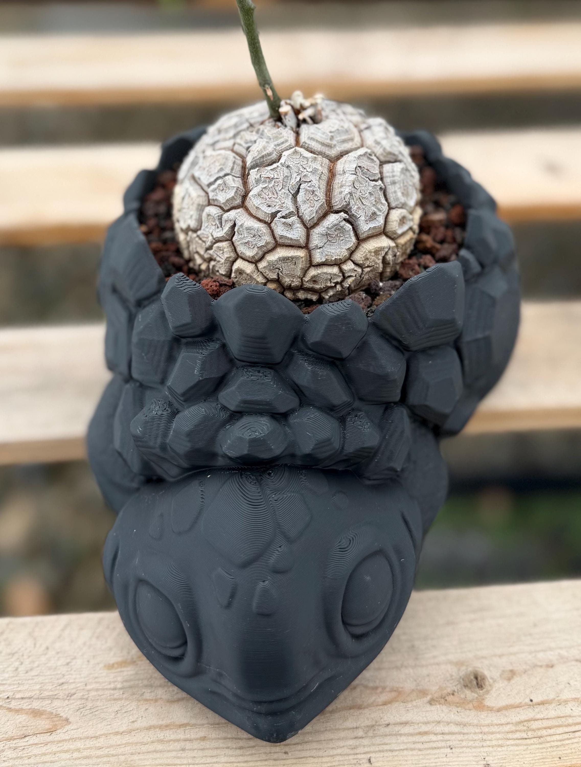 Dioscorea Elephantipes, Elephant's Foot, Exotic Plant, Live Plant