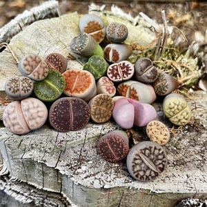 May include: A collection of colorful living stone succulents, including shades of green, brown, pink, and tan. The succulents are arranged on a weathered wooden surface, showcasing their unique, rounded shapes and textured surfaces. The image highlights the natural beauty of these unique plants.