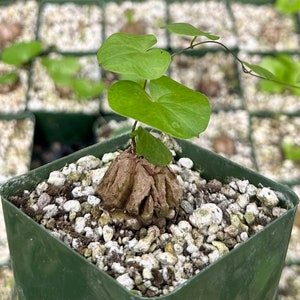 May include: A small green plant with heart-shaped leaves growing in a green square pot. The plant has a brown, knobby root system.