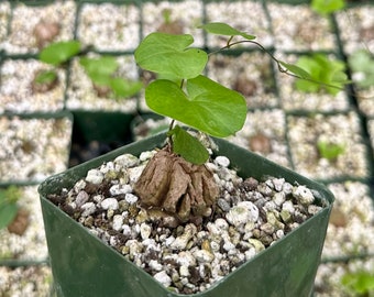Dioscorea Elephantipes Seeds, Elephant's Foot, Exotic Plant, Rare Plant Seedlings, Live Plant in 3" pot