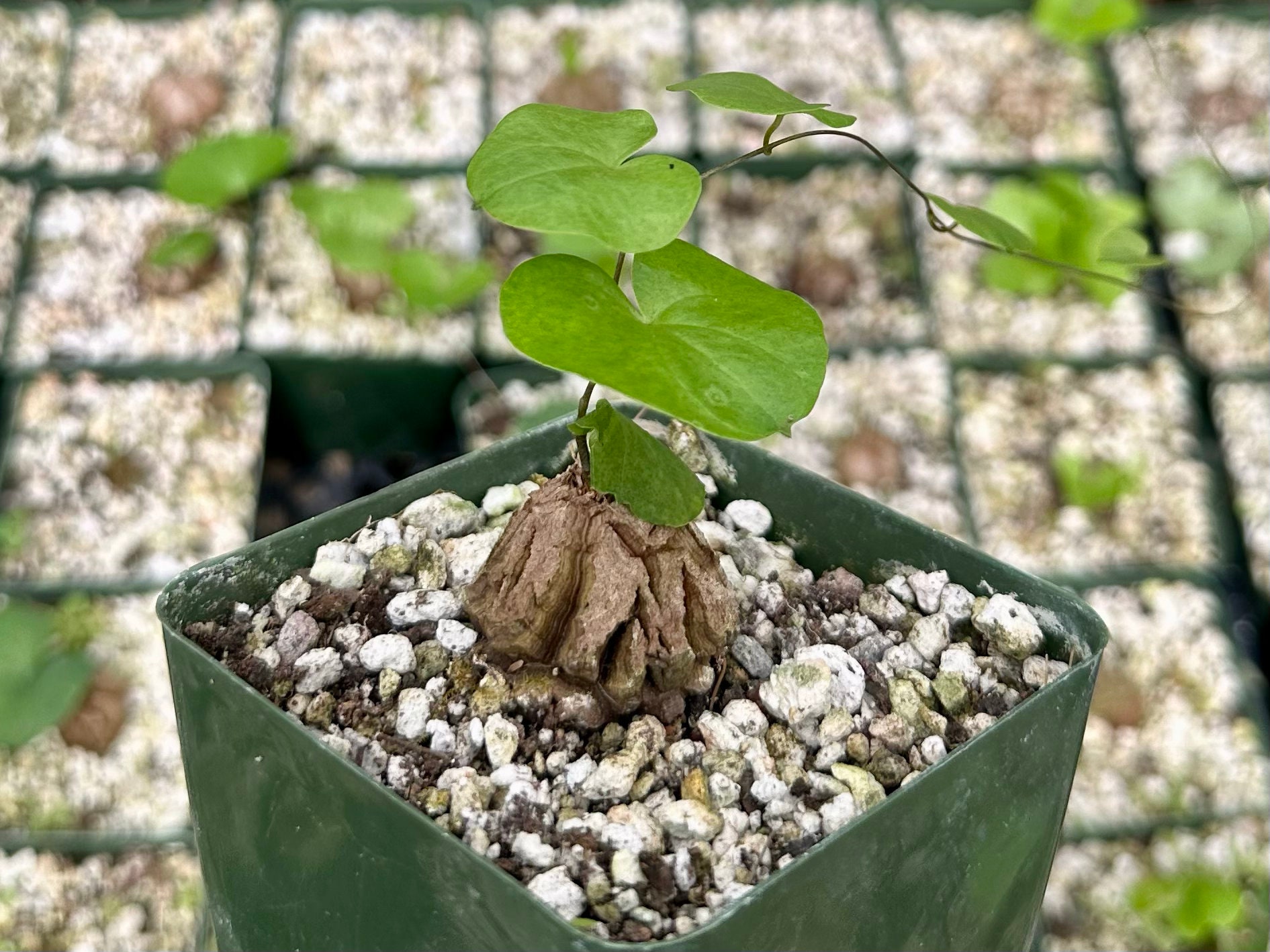 Dioscorea Elephantipes Seeds, Elephant's Foot, Exotic Plant, Rare