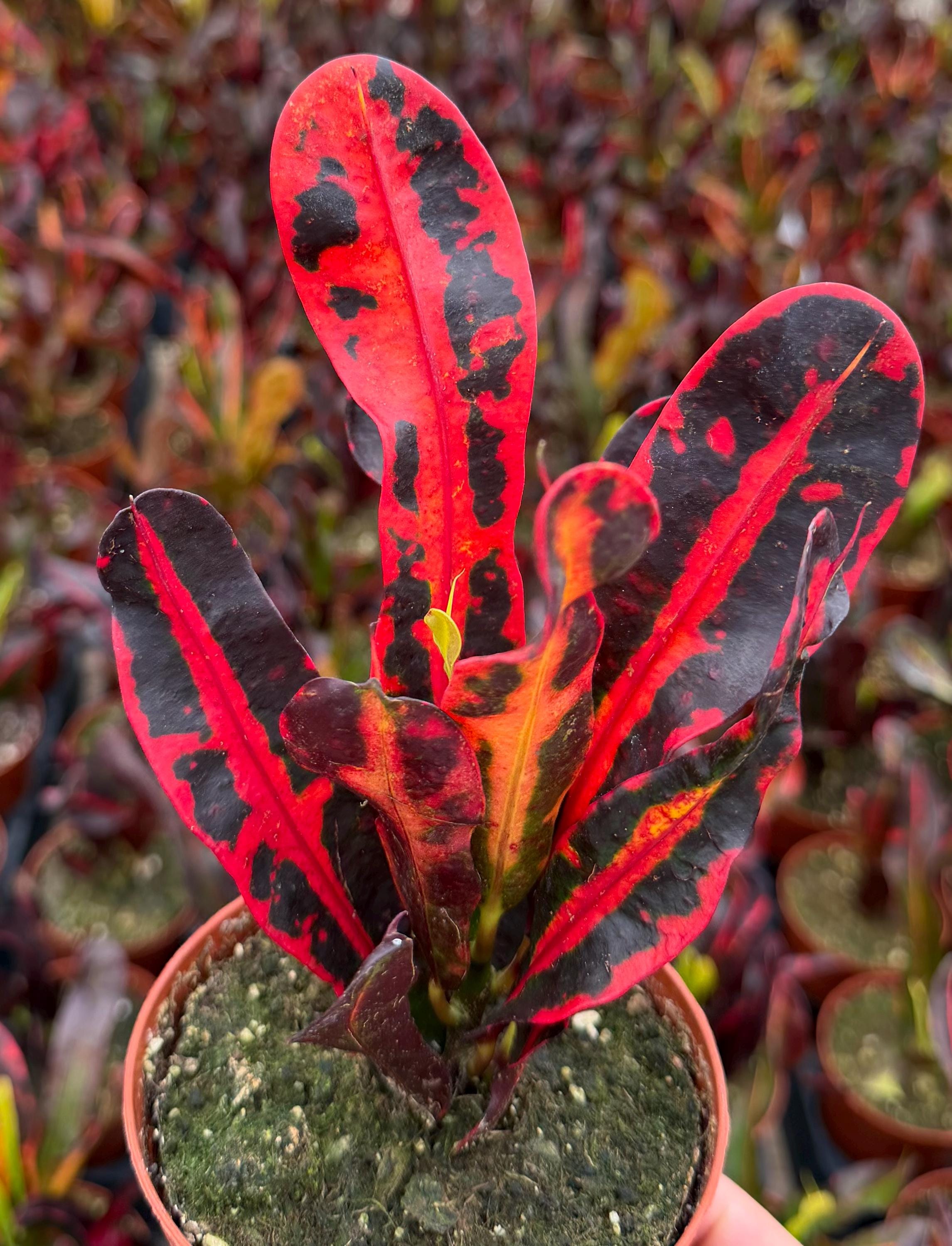 Croton Plant All Varieties