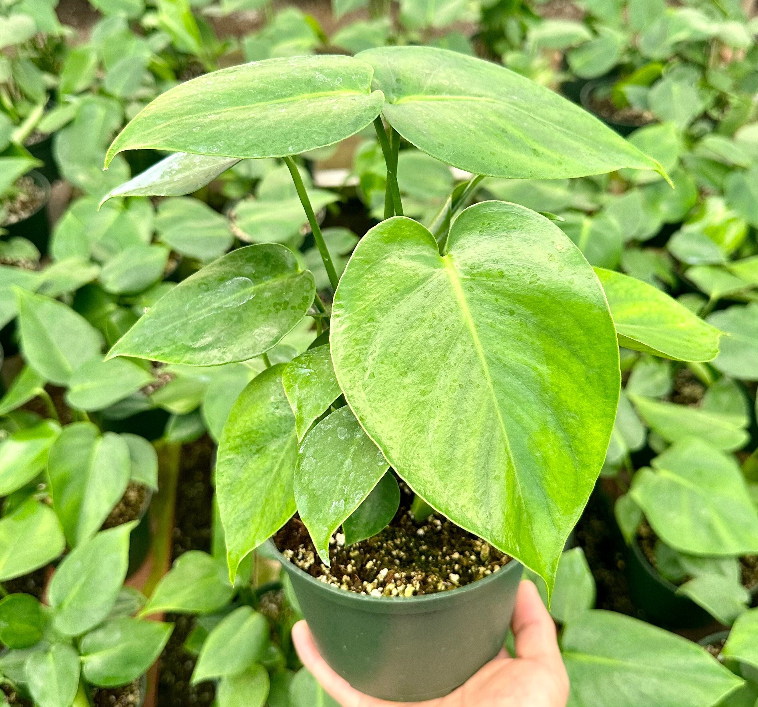 monstera ohrringe silber Ohrringe Monstera Edelstahl – My Green Rarities main image 1