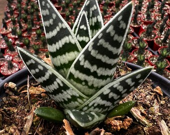 aloe vera als haargel Bio Aloe Vera Gel 2in1 – Feuchtigkeit für Haut & Haar main image 1