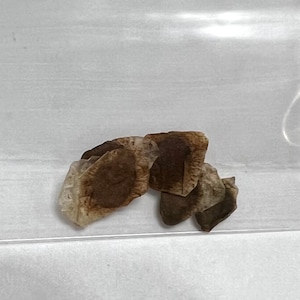 May include: A close-up of several brown tea bags in a clear plastic bag. The tea bags are crumpled and have a light brown color.