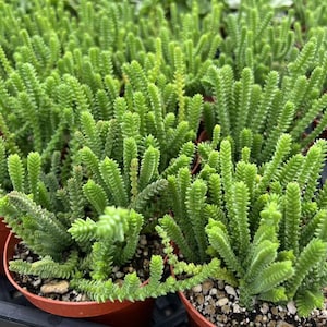 May include: A close-up of a group of small green succulent plants in terracotta pots. The plants have long, thin leaves that are clustered together.
