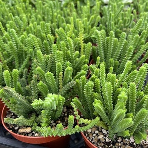 Giant Watch Chain, Princess Pine, Live Potted Succulent in 4 pot image 1