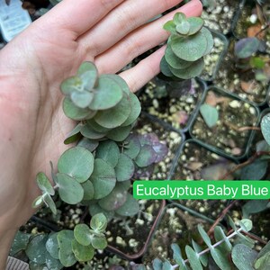 Parvifolia Eucalyptus, Live Evergreen Tree, Unique Plant, Baby Tree, Live Plant in 2.5'' pot Baby Blue 2.5"