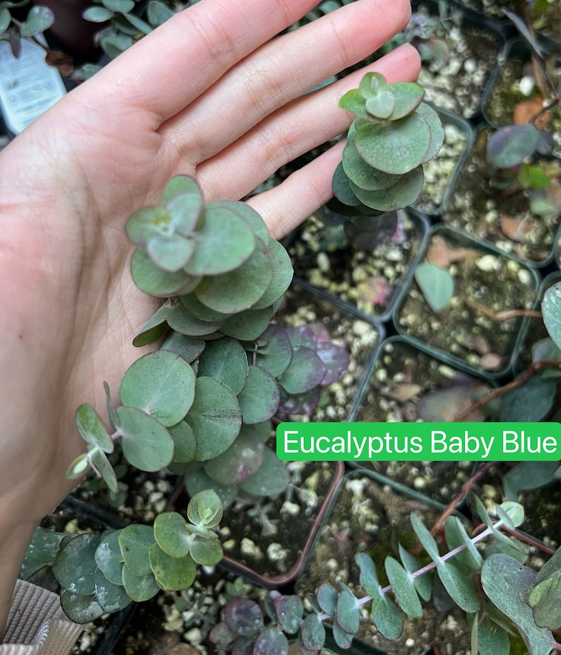 Parvifolia Eucalyptus, Live Evergreen Tree, Unique Plant, Baby Tree, Live Plant in 2.5'' pot Baby Blue 2.5"