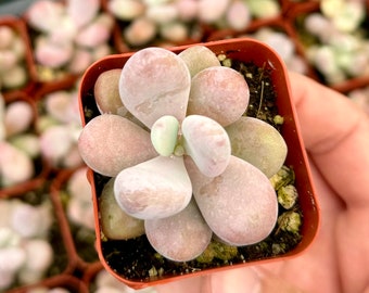 Pink Moonstone, Blue Moonstone, Pink Succulent, Pachyphytum Oviferum, Small Plant in 2" pot