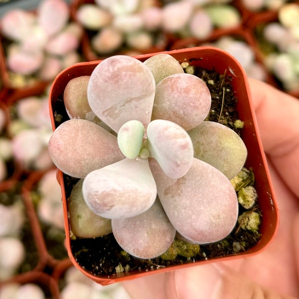 Pink Moonstone, Blue Moonstone, Pink Succulent, Pachyphytum Oviferum, Small Plant in 2" pot