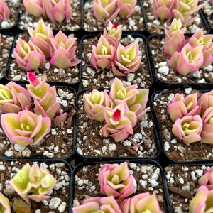 Variegated Baby Sun Rose, Ice Plant, Pink Succulent, Rare Plant in 2" Pot bild 3