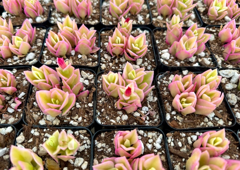 Variegated Baby Sun Rose, Ice Plant, Pink Succulent, Rare Plant in 2" Pot bild 3