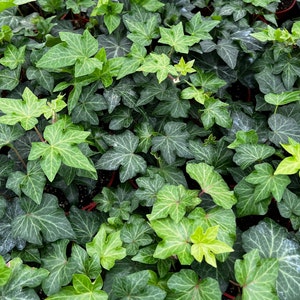 Green Ivy, English Ivy, Trailing Plant, Climbing Plant, Easy Care House ...
