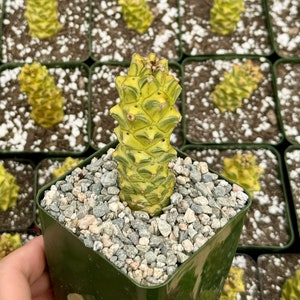 Euphorbia Monadenium Ritchiei Variegated - Etsy