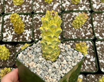 Euphorbia RichEye Variegated, Variegated Succulent, Gold Plant in 2", 4" pot