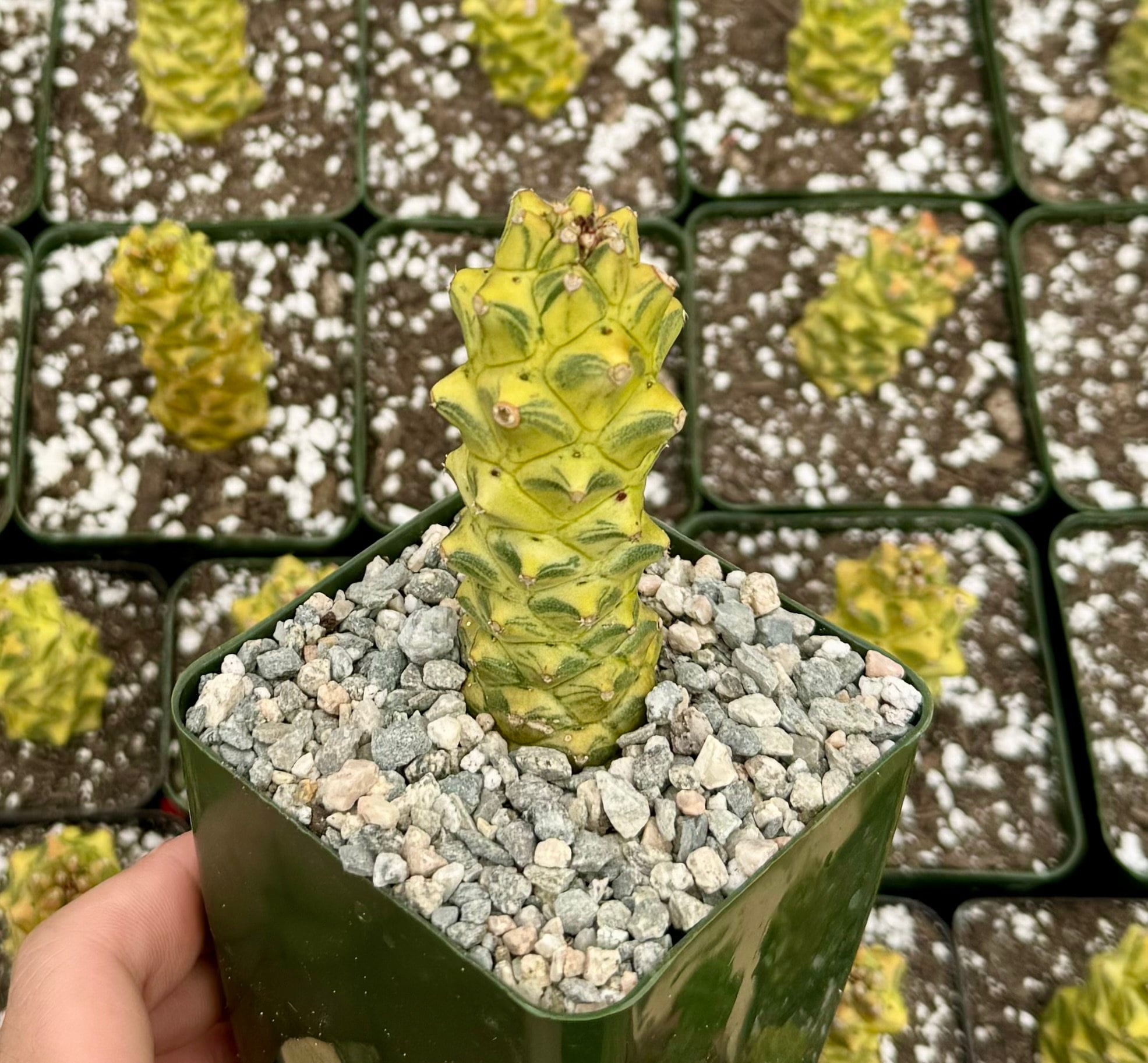 Euphorbia Richeye Variegated, Variegated Succulent, Gold Plant in 2", 4"  Pot - Etsy