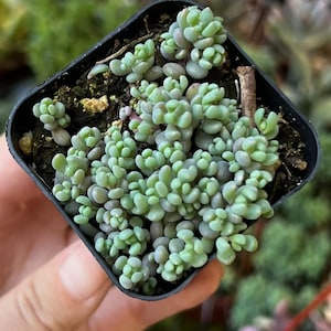 Sedum Dasyphyllum, Sedum Minor, Small Succulent, Live Plant in 2'', 4'', 6 pot image 9