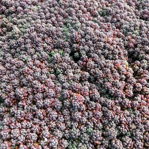 Sedum Dasyphyllum, Sedum Minor, Small Succulent, Live Plant in 2'', 4'', 6 pot image 5