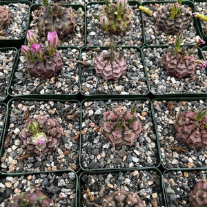 Gymnocalycium Rotundulum Cactus, Pink Cactus, Rare Cactus, Live Plant in 3.5 pot image 8