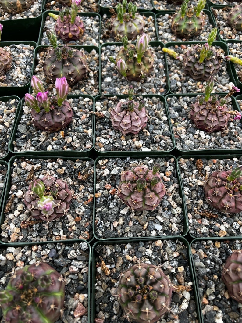 Gymnocalycium Rotundulum Cactus, Pink Cactus, Rare Cactus, Live Plant in 3.5 pot image 8
