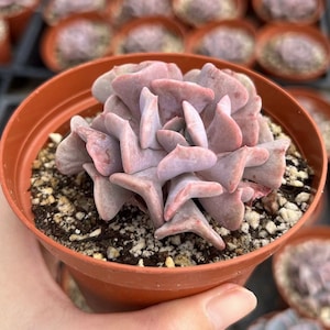 Echeveria Cubic Frost, Pink Succulent, Rare Plant, Live Plant in 2&quot;, 4&quot; pot