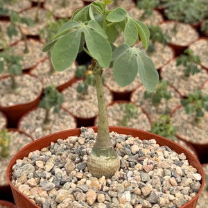 May include: A small potted plant with a thick, bulbous base and a slender stem supporting several large, green, lobed leaves. The plant is in a brown plastic pot filled with small gravel. Other similar plants are visible in the background.