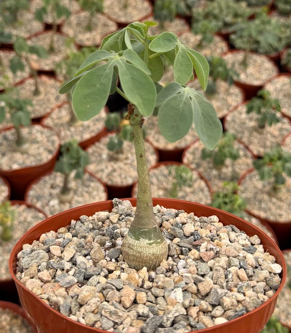 bonsai succulent plants Jade Tree | Succulent Bonsai Tree
