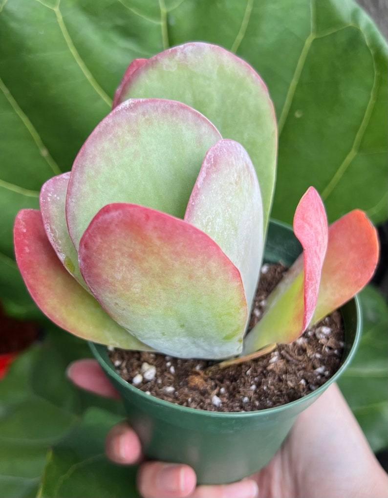 Puede incluir: Una planta suculenta en maceta con hojas grandes, redondeadas y verdes con bordes rojos. La planta est&aacute; en una maceta de pl&aacute;stico verde peque&ntilde;a llena de tierra. El fondo presenta una hoja grande y verde.
