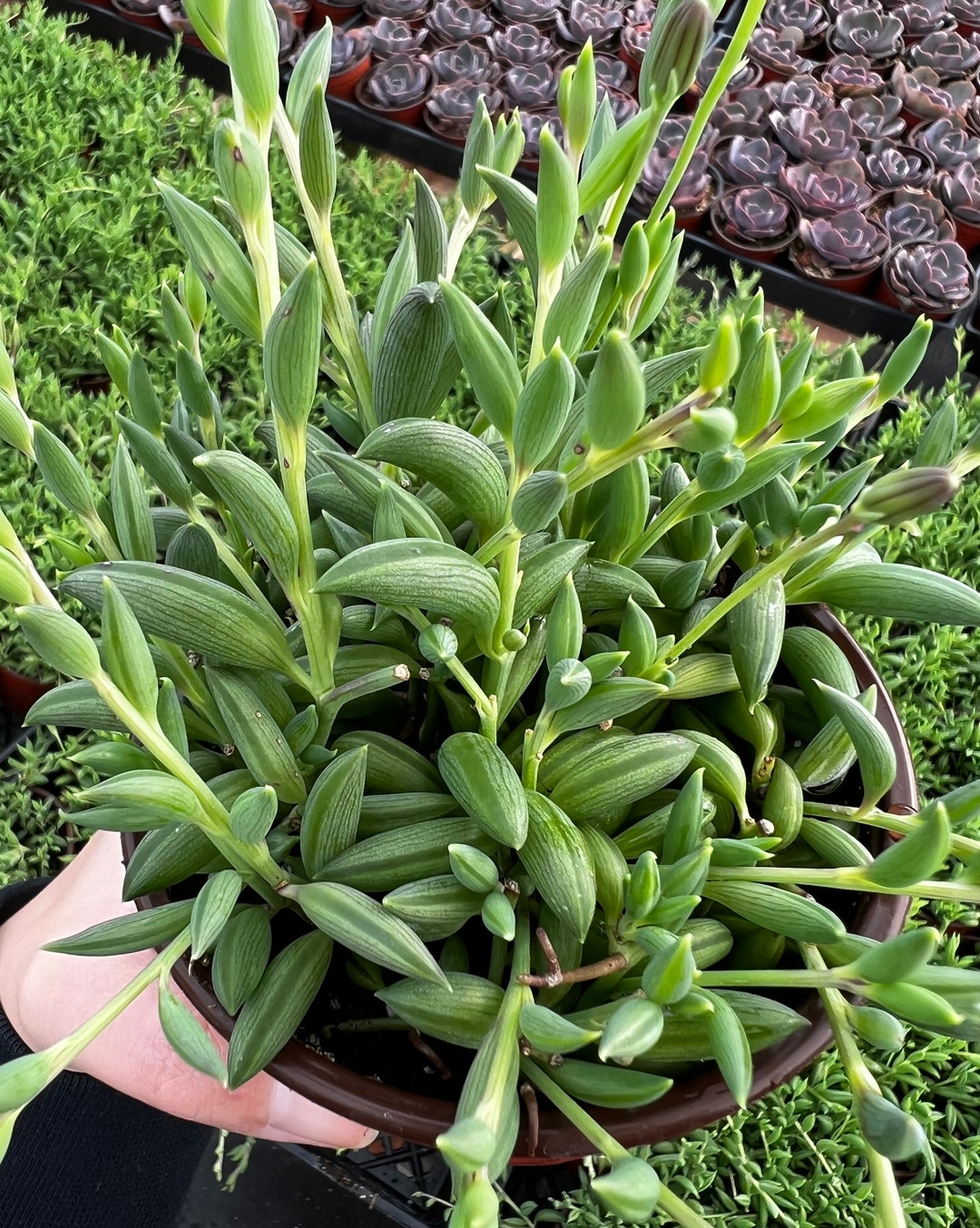 String of Bananas, Trailing Succulent, Hanging Plant, Rooted Plant in 4 ...