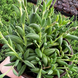 String of Bananas, Trailing Succulent, Hanging Plant, Rooted Plant in 4&#39;&#39; pot