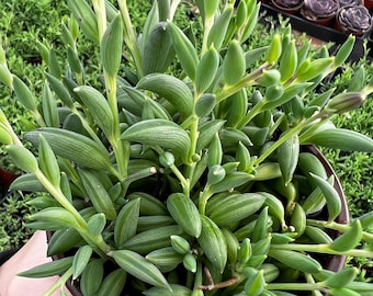 String of Bananas, Trailing Succulent, Hanging Plant, Rooted Plant in 4'' pot