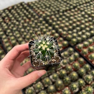 Golden Barrel Cactus, Echinnocactus Grusonii, Live Plant in 2&quot; size
