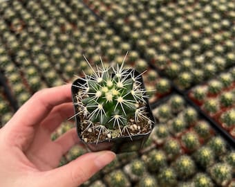 Golden Barrel Cactus, Echinnocactus Grusonii, Live Plant in 2" size